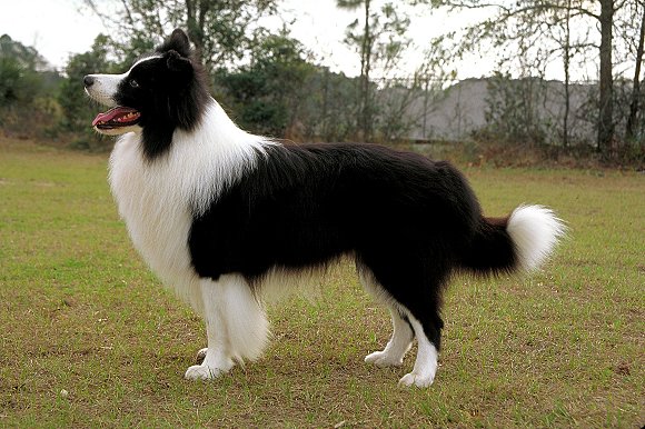 akc collie breeders