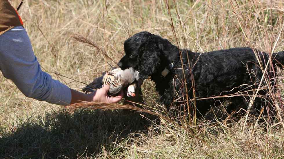 Spaniels Hunting Tests: Get Started 