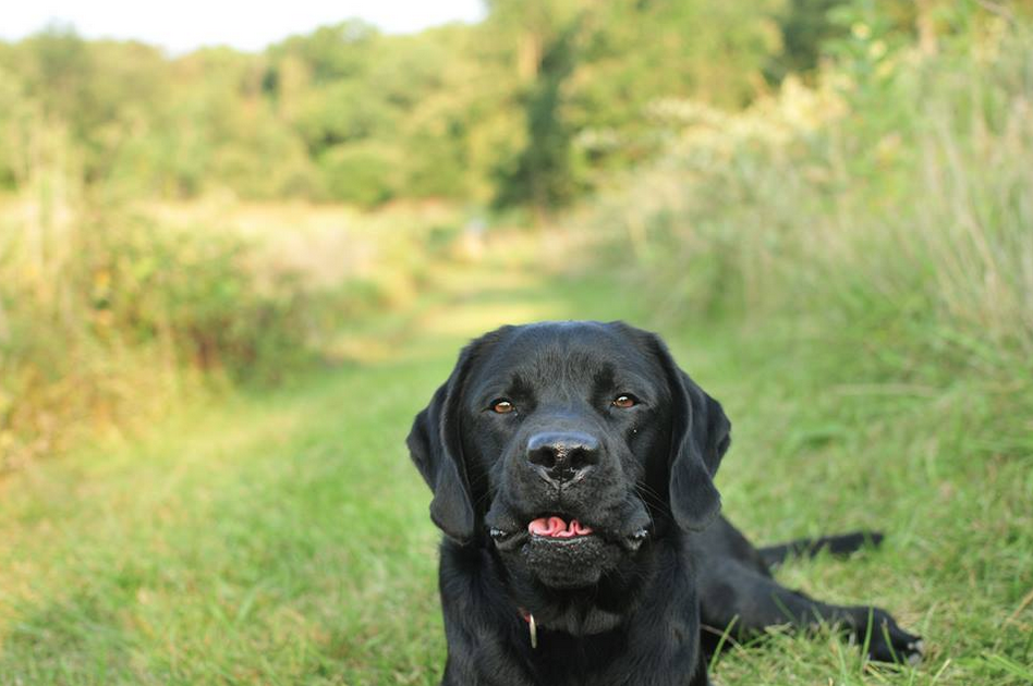 Meet Corporal Stanley: Service Dog in Training - American Kennel ClubMeet Corporal Stanley: Service Dog in Training - 웹