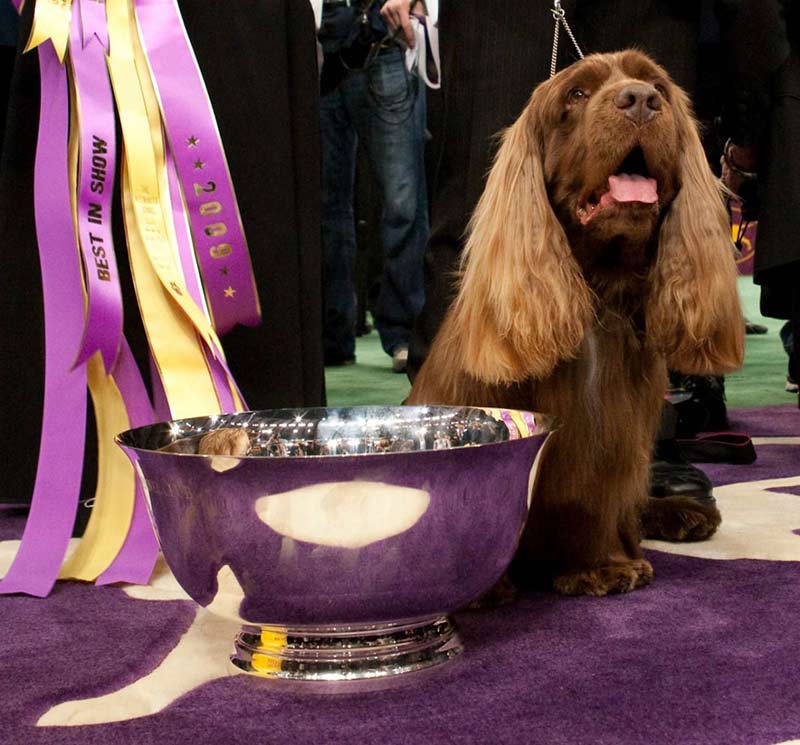 Stump WKC Best In Show 2009