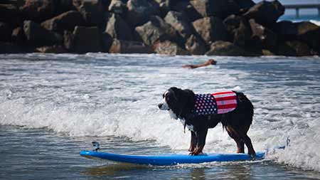 Bernese Mountain Dog Nani