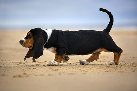 Basset Hound