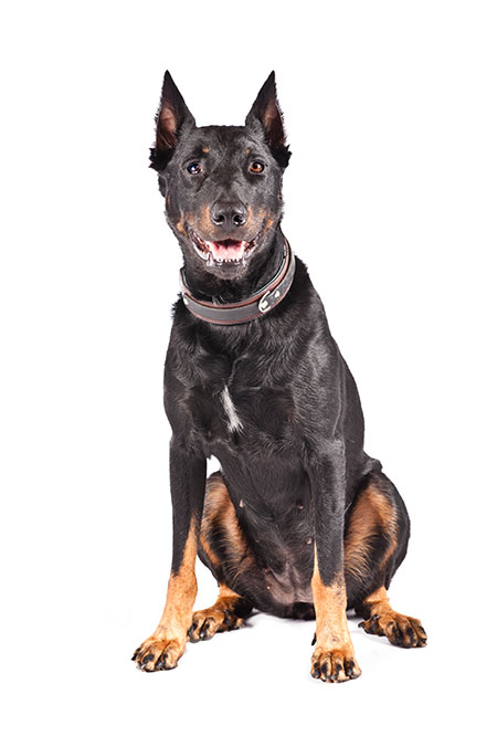 Beauceron