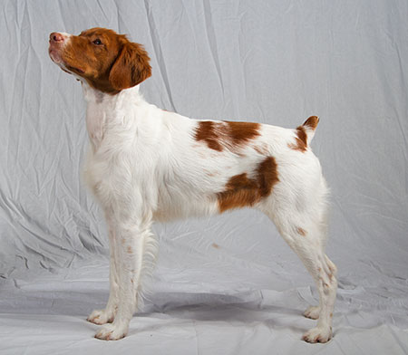 akc brittany puppies