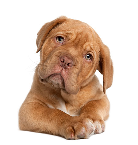 Dogue de Bordeaux