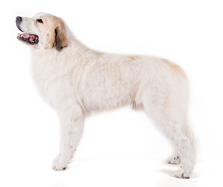 Great Pyrenees