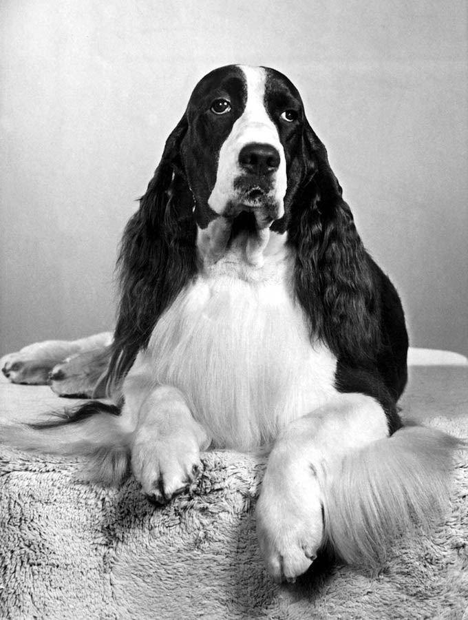 springer spaniel westminster