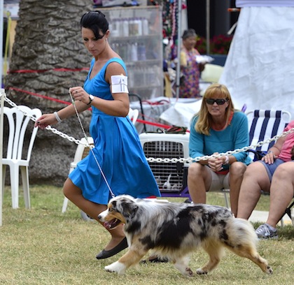 Dog Lovers Summerfest 1