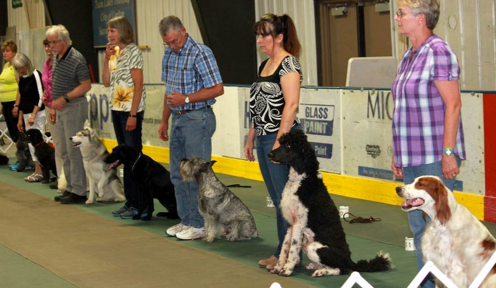 Kennel shop club training