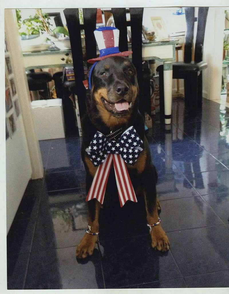 dog with american flag 2 