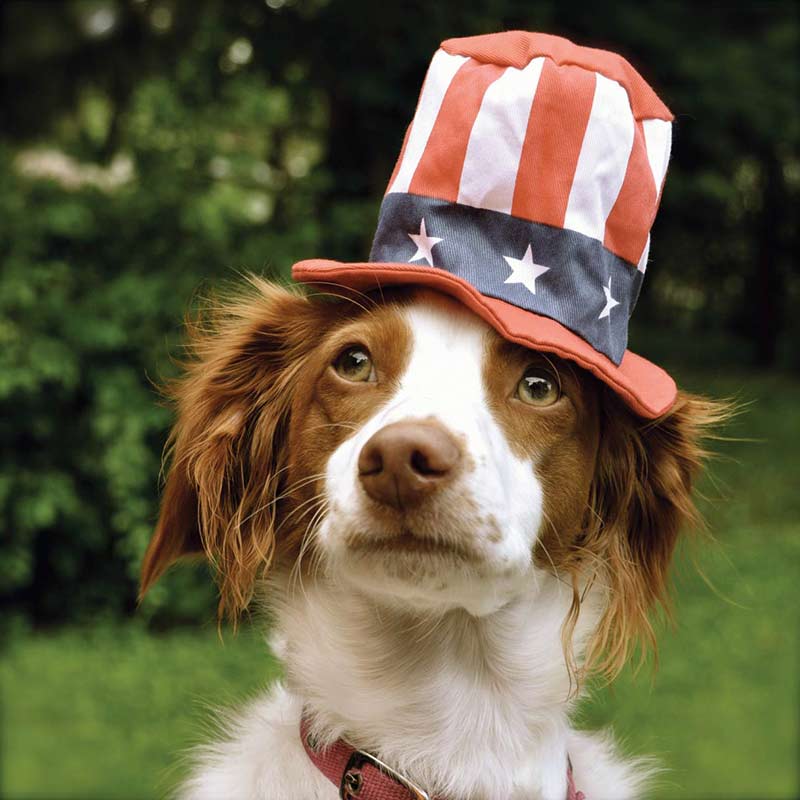 puppy with american flag 