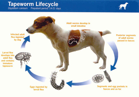 do tapeworms cause diarrhea in puppies