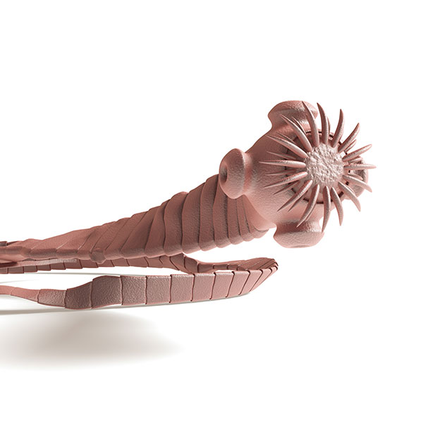 A medical model of an adult tapeworm