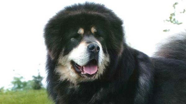 tibetan mastiff