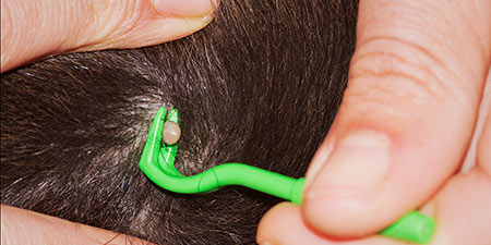Green tool removing a tick from a dog