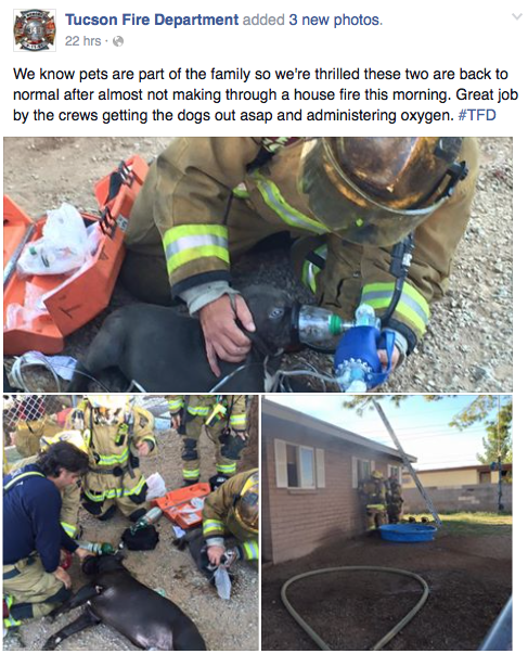 Tucson Firefighters Facebook Page Saved Dying Dogs Lives