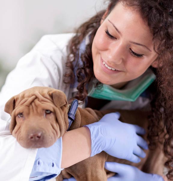 Shar Pei at the vet