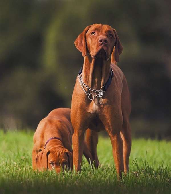 Kennel vizsla best sale