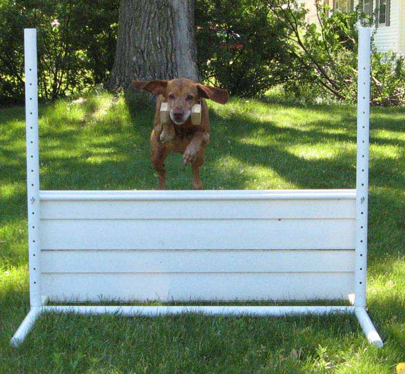 Vizsla doing obedience traninng