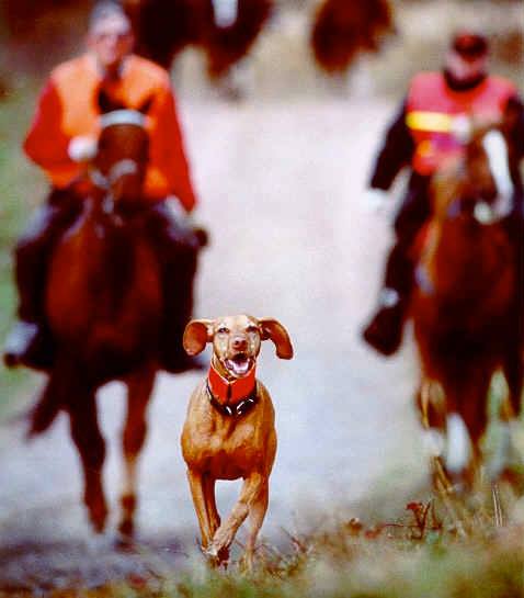 vizsla with horses 