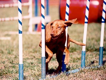 vizsla weaving during agility