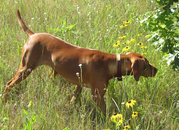 Vizsla dog in grass