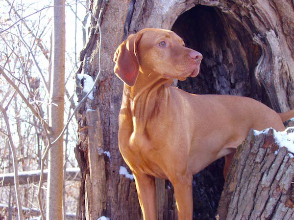 vizsla dog in trees