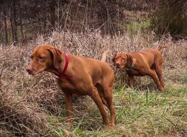 Akc store vizsla standard