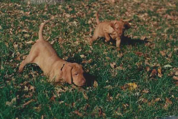 Vizsla puppies