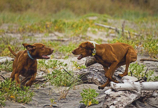 Two Vizsla dogs