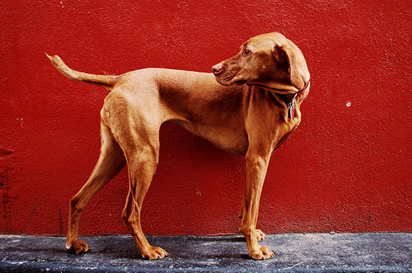 Vizsla dog red background