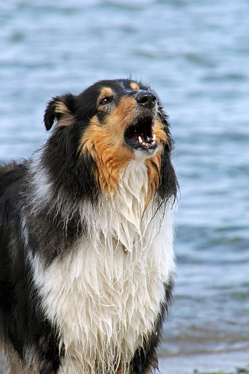 do dogs understand rain