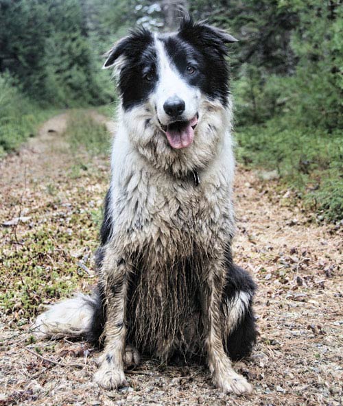 do dogs like being out in the rain