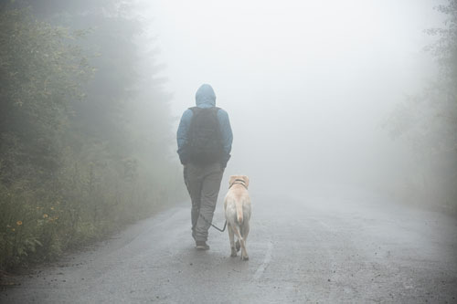 do dogs understand rain