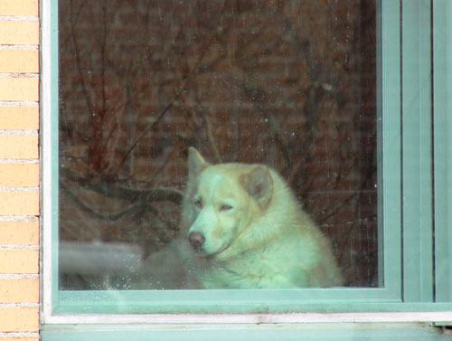 what to do with a puppy when its raining