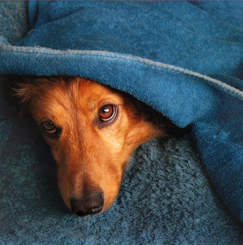 do dogs like being out in the rain