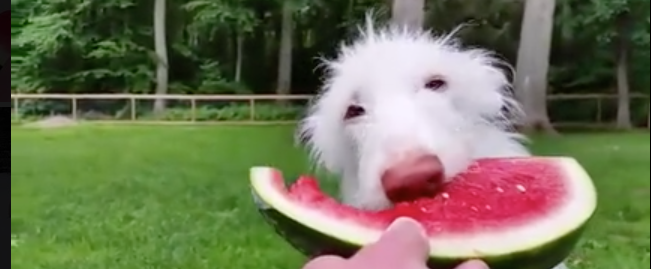 Watch the Funny Way This Canine Comedian Beats the Heat – American Kennel  Club