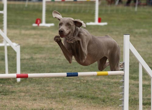 Weimaraner agility 2024