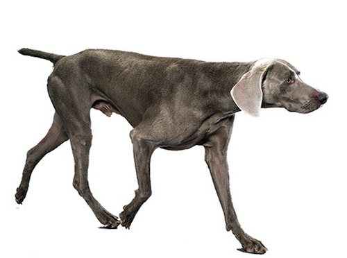 Weimaraner breed