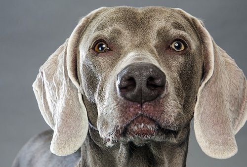 owning a weimaraner