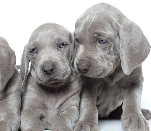 Weimaraner puppy deals