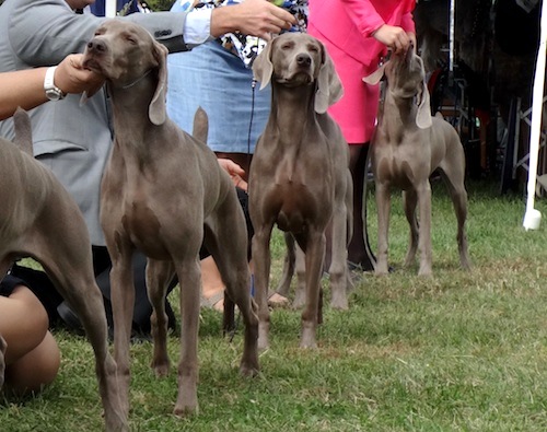 Weimaraner best sale dog show