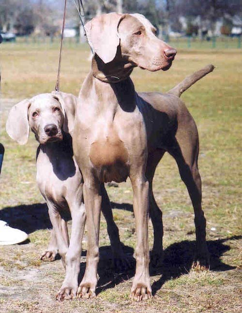 are weimaraners good with babies