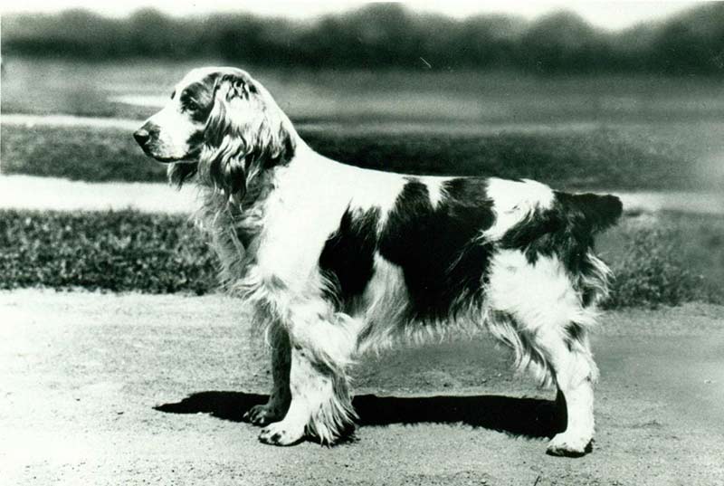 Welsh Springer Spaniel History & Training/Temperament ...