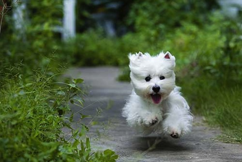 West highland terrier store hunting