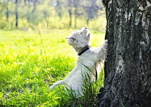 Westie Tree