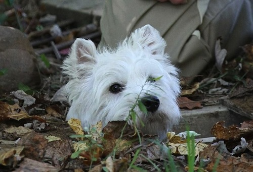 large westie