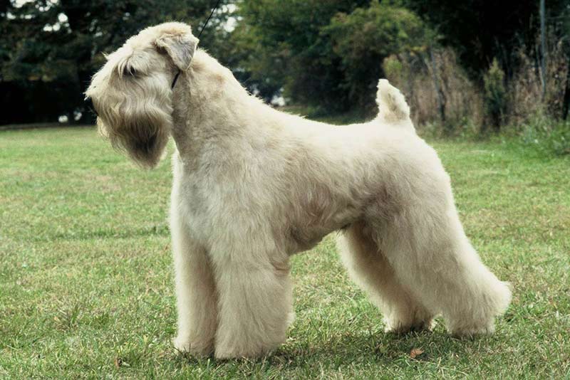 Large wheaten clearance terrier