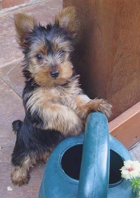 yorkie with watering can