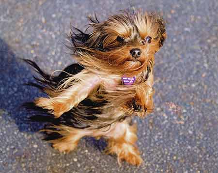 yorkshire terrier family dog